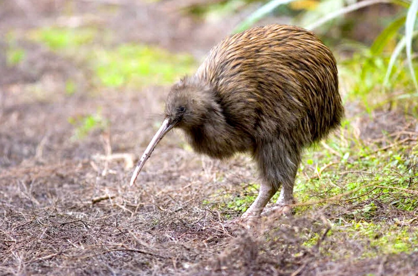 Киви класс. Киви птица. Национальный символ новой Зеландии птица киви. Новозеландский киви птица. Птица киви в Австралии.