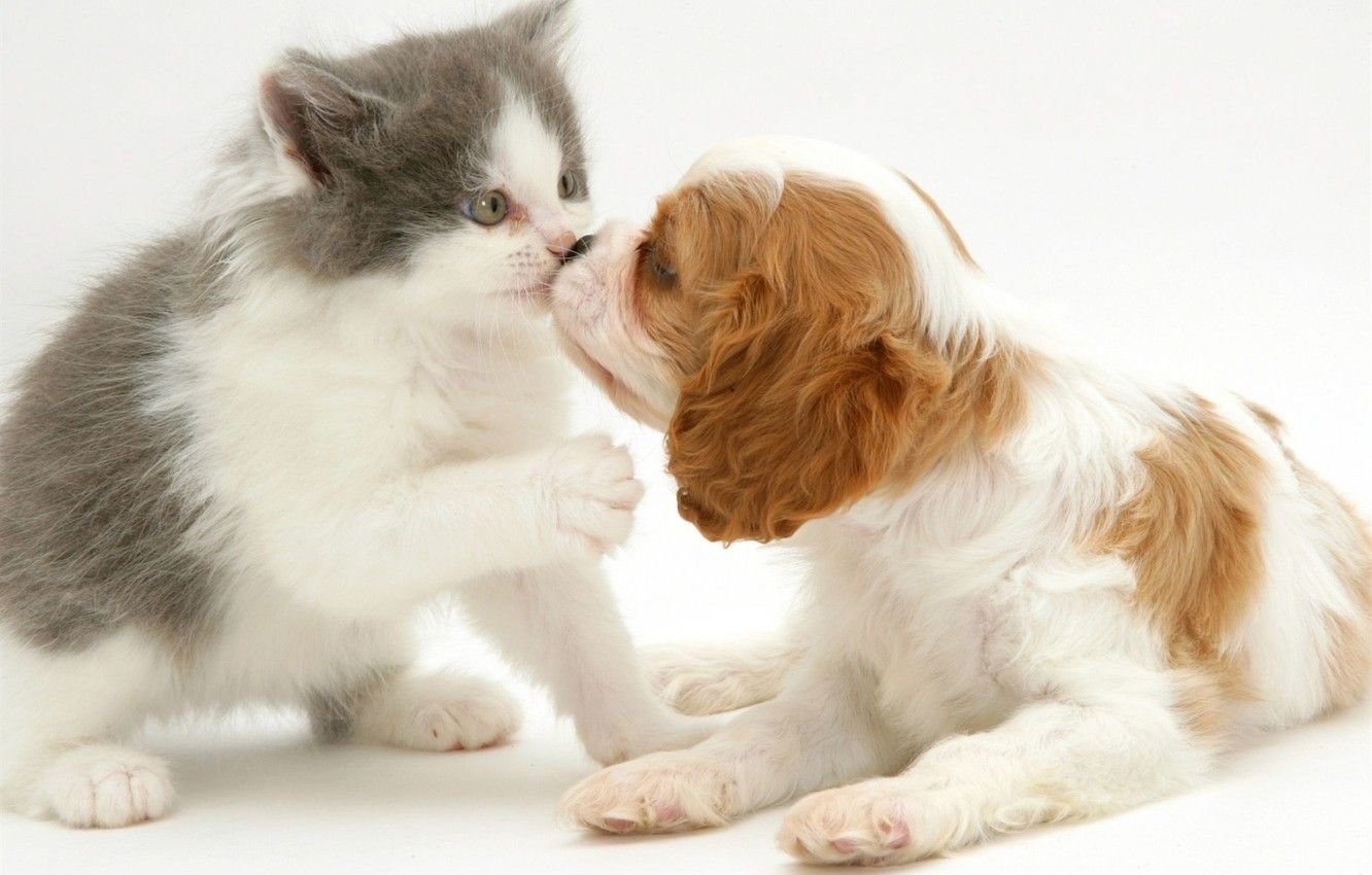Собака целует кошку