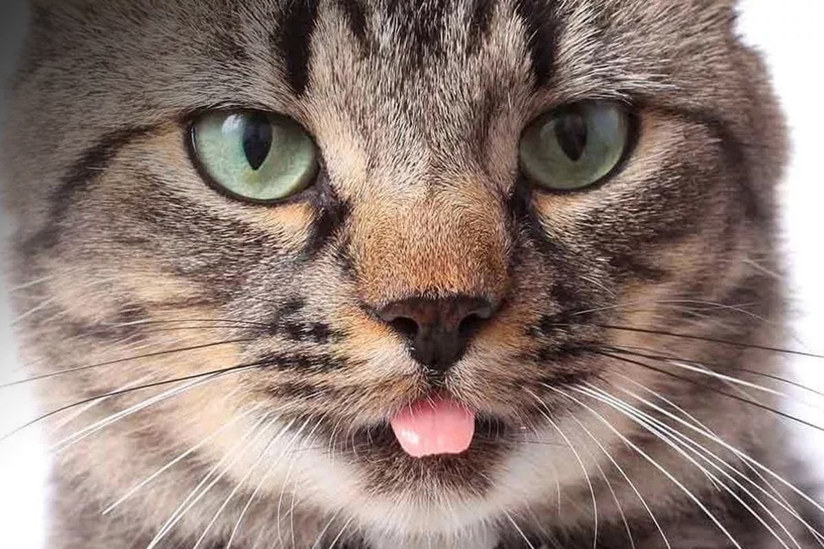 Котя с вынусамым языком. Кошка с высунутым языком. Коты с вытянутым языком. Смешной кот с высунутым языком. Кот с высунутым языком.