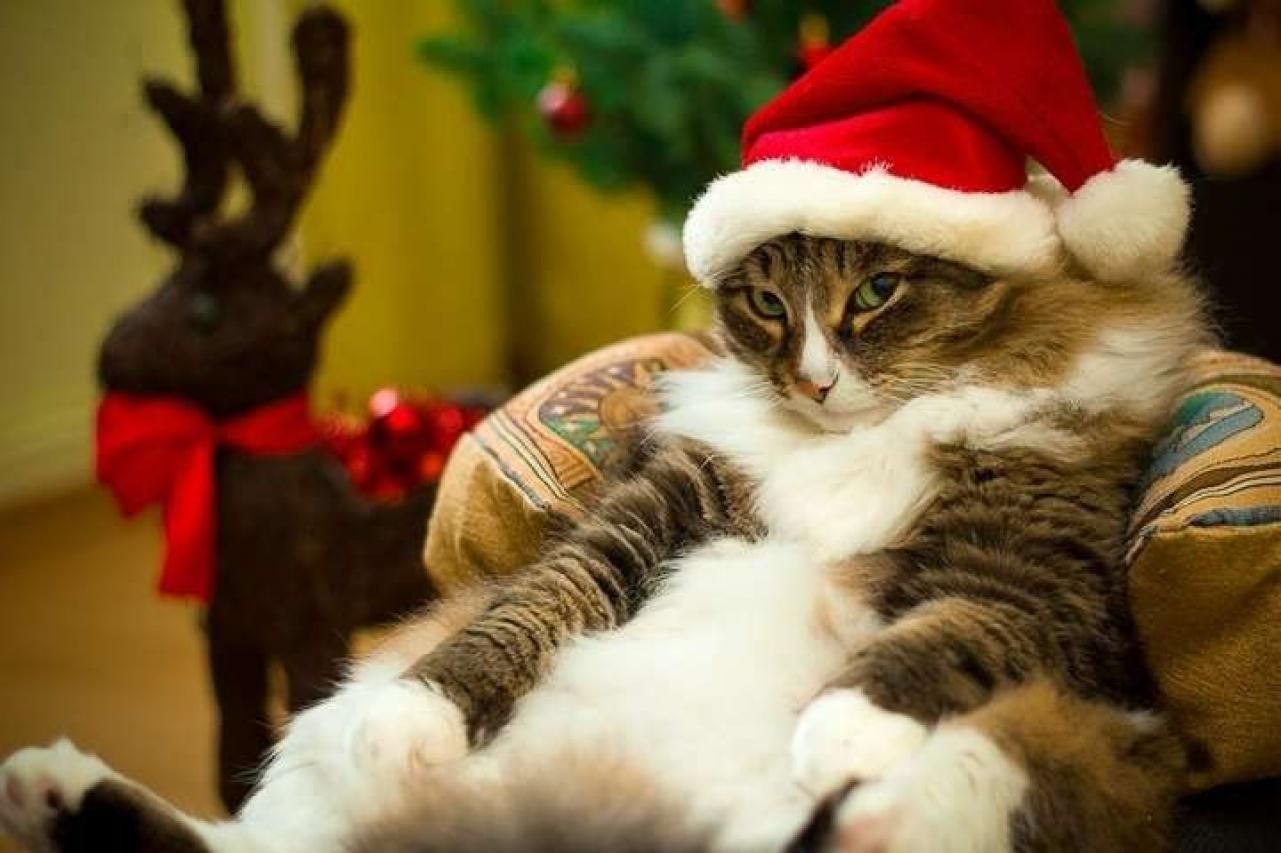 Christmas cat. Новогодние коты. Кот новый год. Кот в новогоднем колпаке. Котик в шапке Деда Мороза.