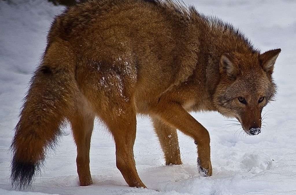Гибрид лисы и волка фото