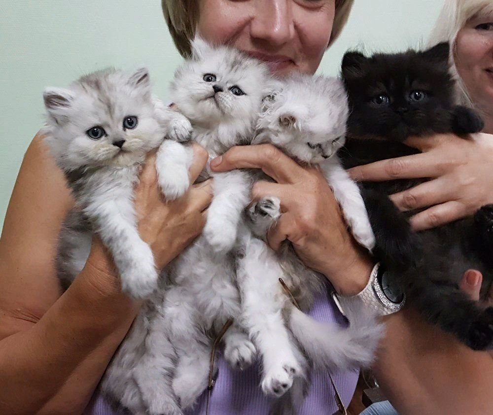 Где kitten