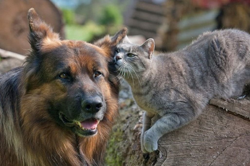 Фотографии кошек и собак. Овчарка и кот. Дружба кошки и собаки. Овчарка и кошка. Немецкая овчарка и котенок.