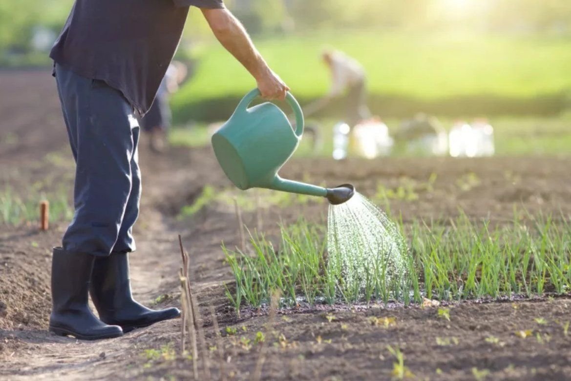 Watering meal. Поливать огород. Полив лука. Полив лука из лейки. Лейка для огорода.