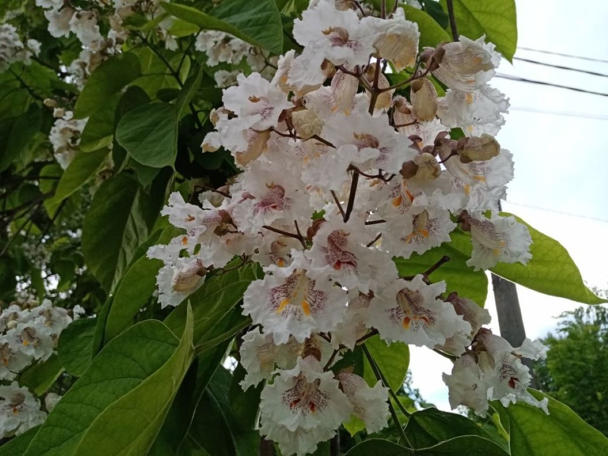 Катальпа прекрасная