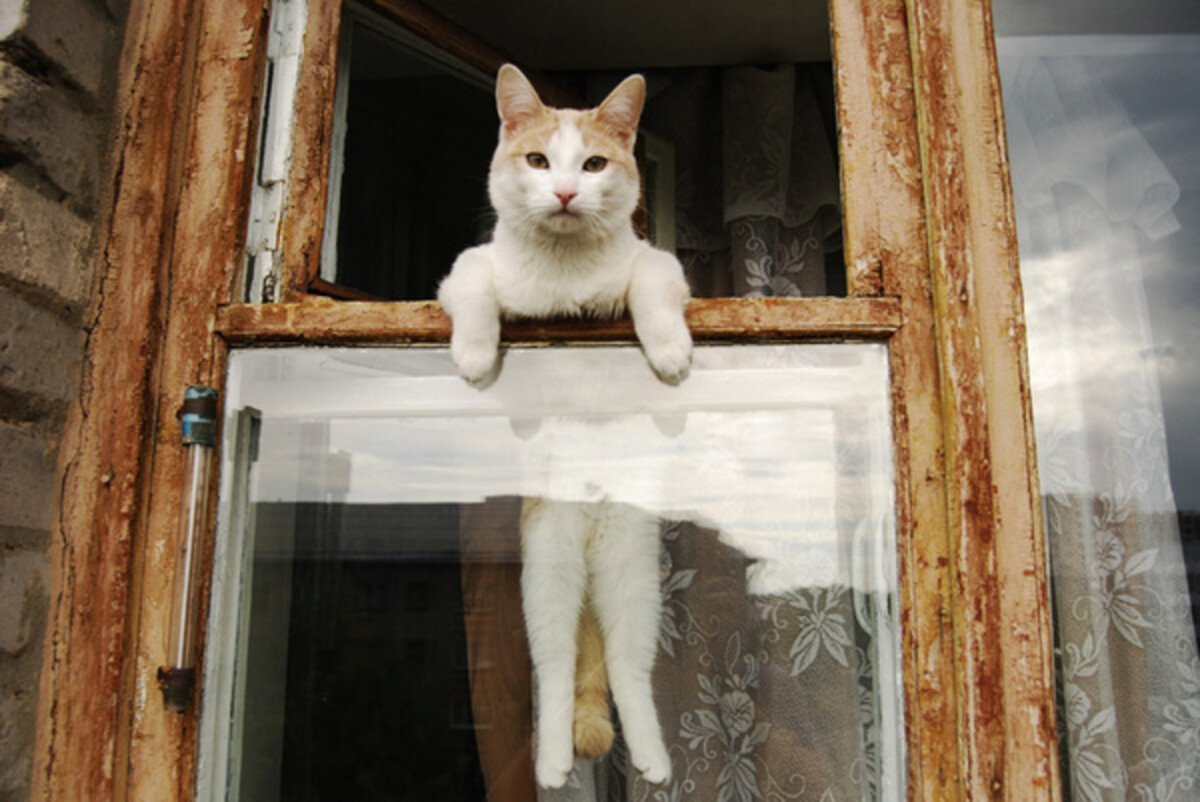 Кот выглядывает в окно