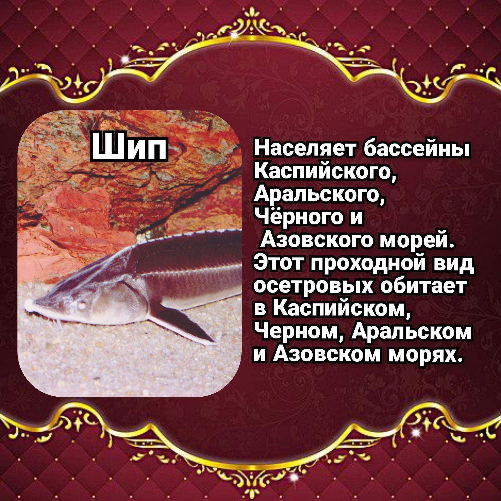 Осетр рыба Узбекистан