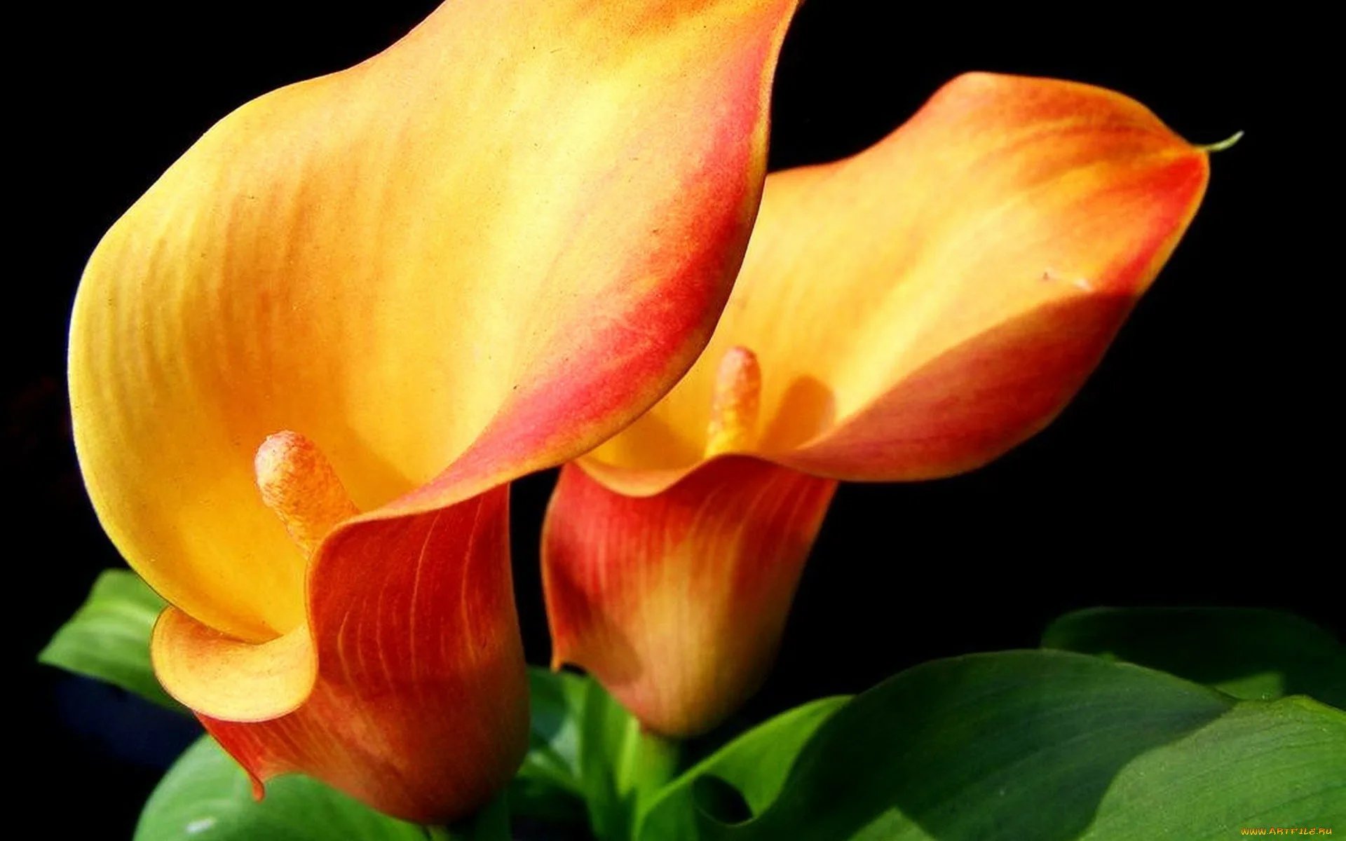 Калла Зантедеския оранжевая