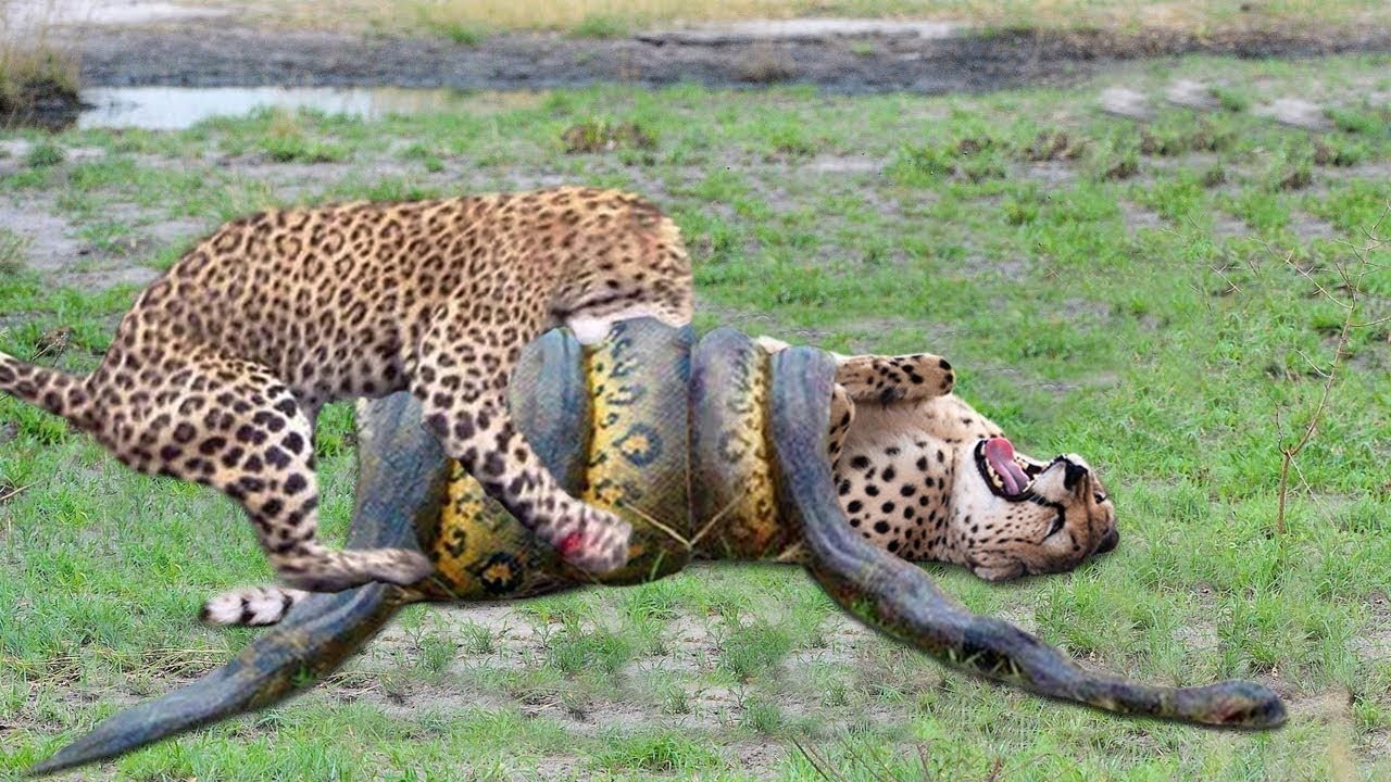 Леопард против анаконды