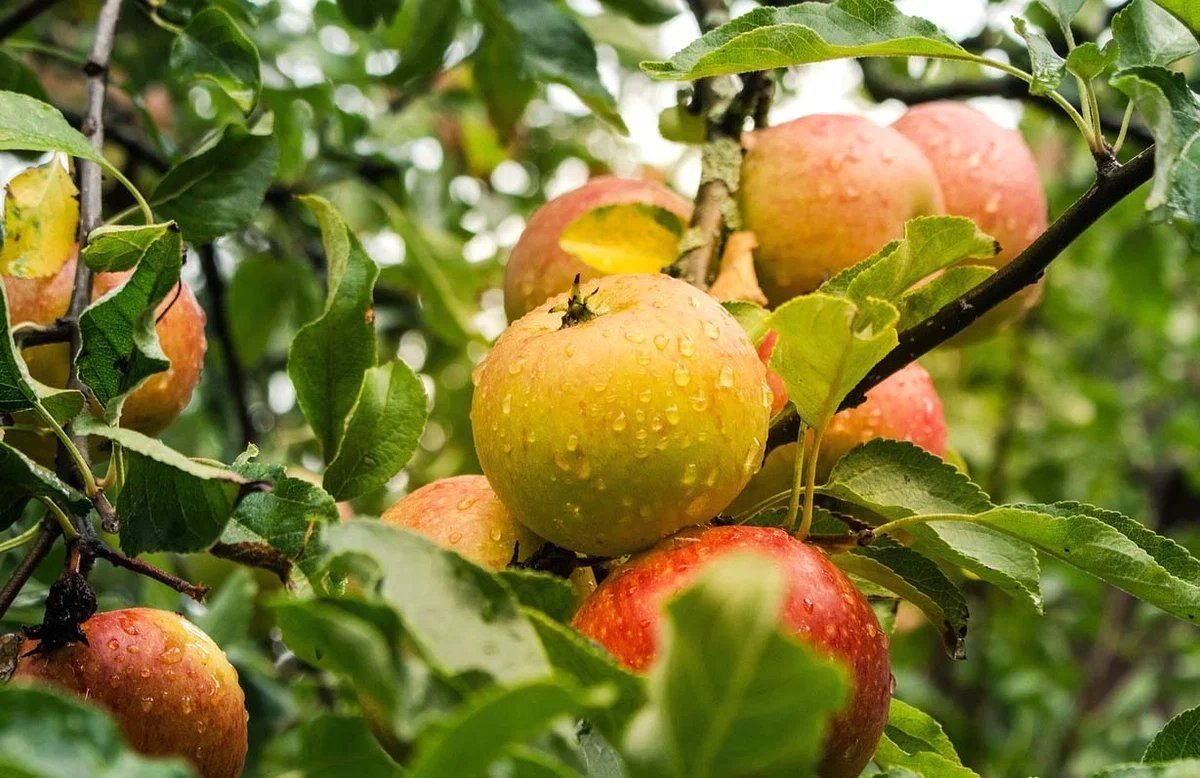 яблоневые сады в кабардино-балкарии. интенсивная яблоня. интенсивный сад яблоня. сады кубани краснодарский край. интенсивный сад яблоня.