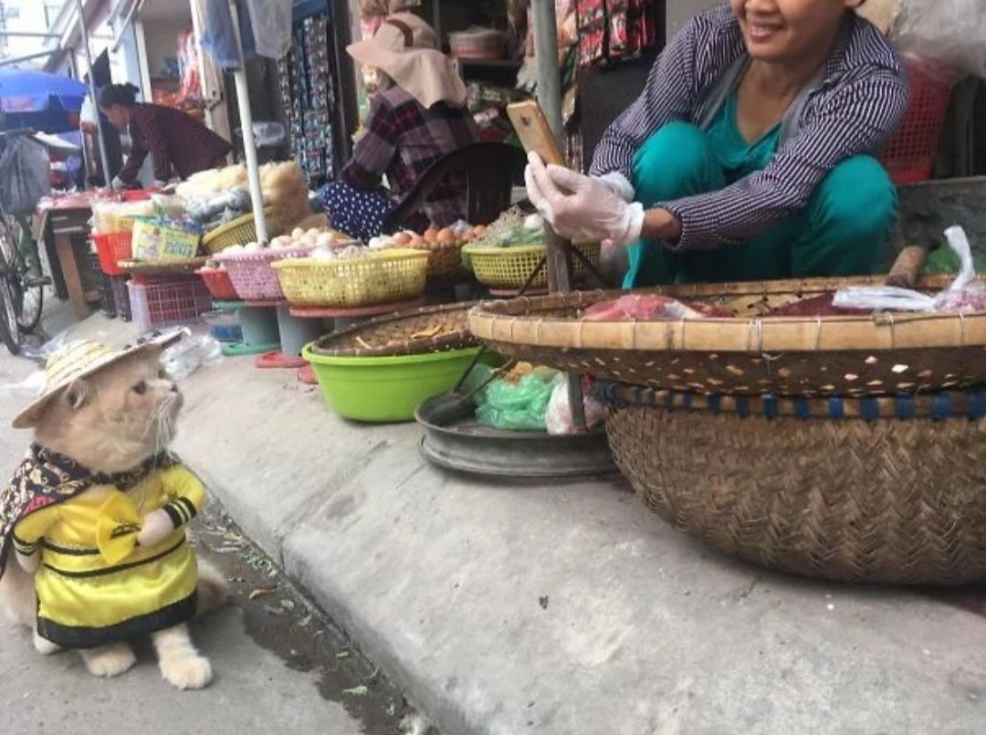 Кот продавец рыбы во Вьетнаме