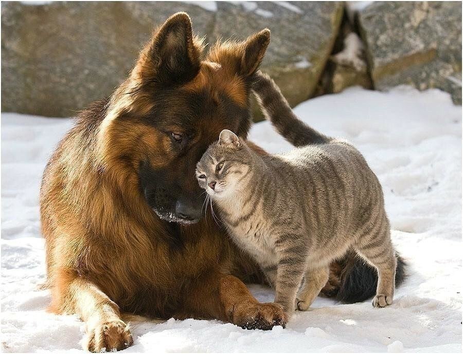 Мире животных про кошку. Кошки и собаки. Дружба кошки и собаки. Необычная Дружба животных. Дружба между животными.