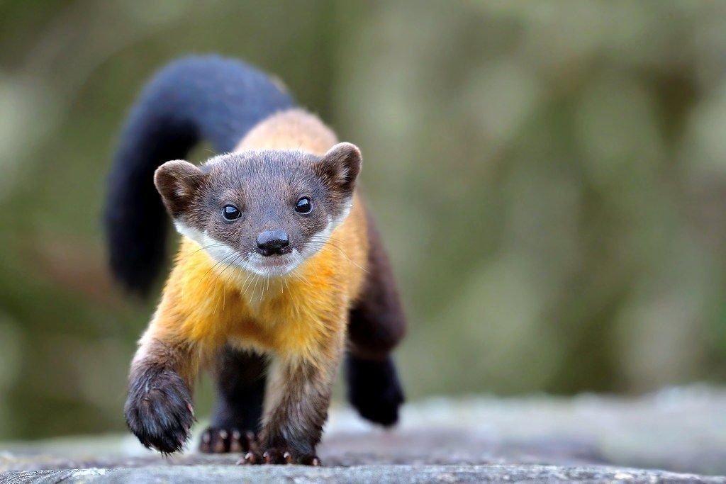 нилгирская харза. харза куница дальневосточная. харза фото. куница харза. желтогрудая куница харза.