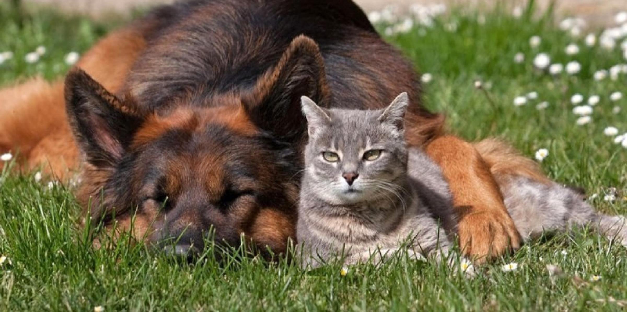 Кошка и собака друзья