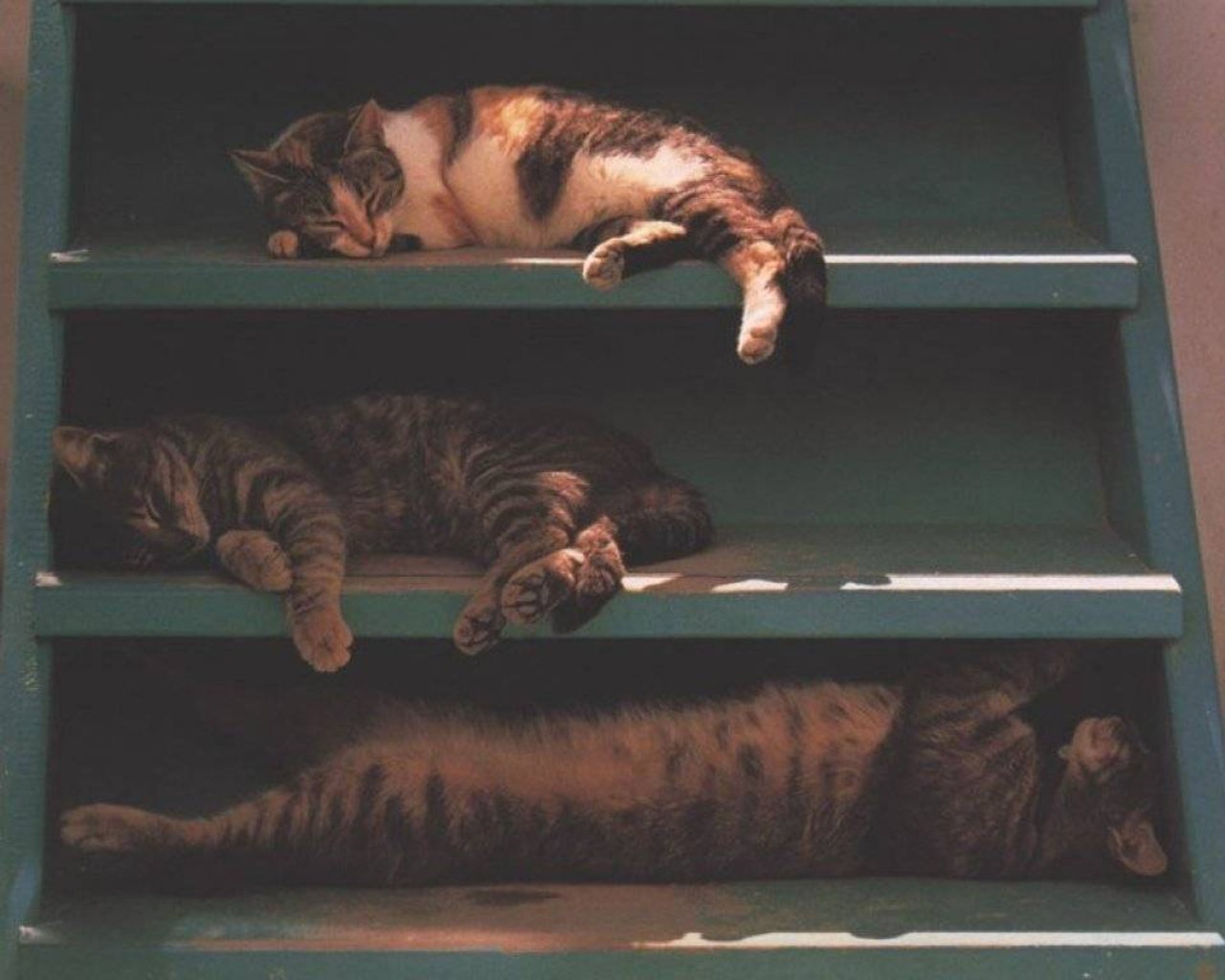 кошка спит на шкафу