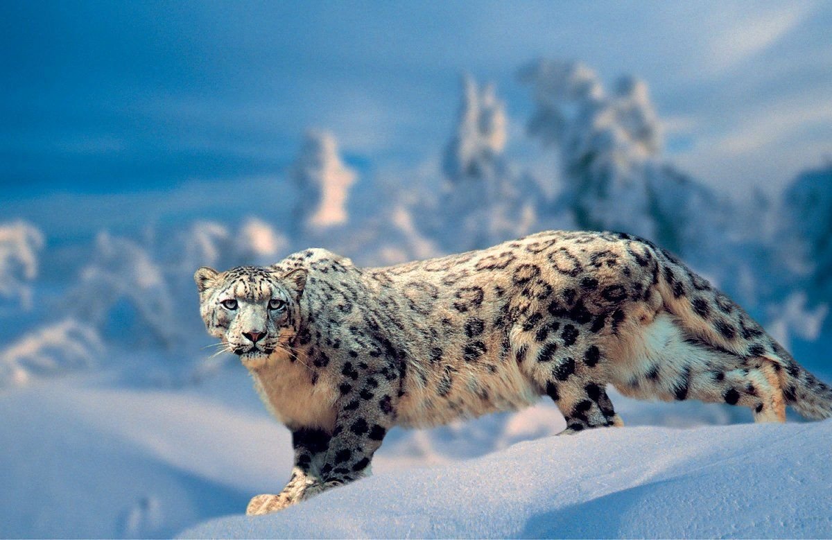 Снежный барс фото животного в прыжке