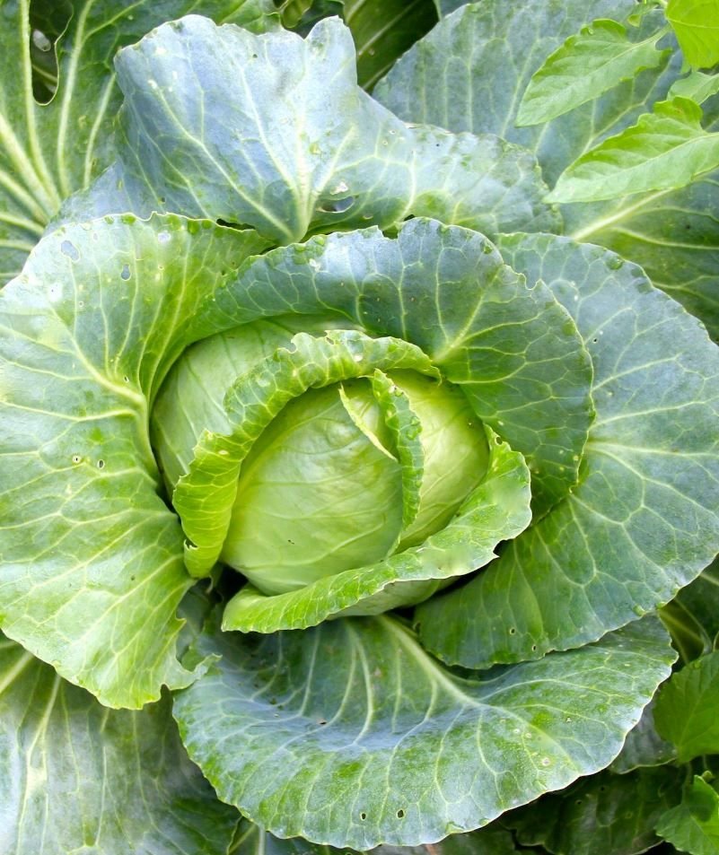 Капуста какое растение. Капуста.Cabbage. Кайлан капуста. Капуста Марло. Капуста Эльфийская.