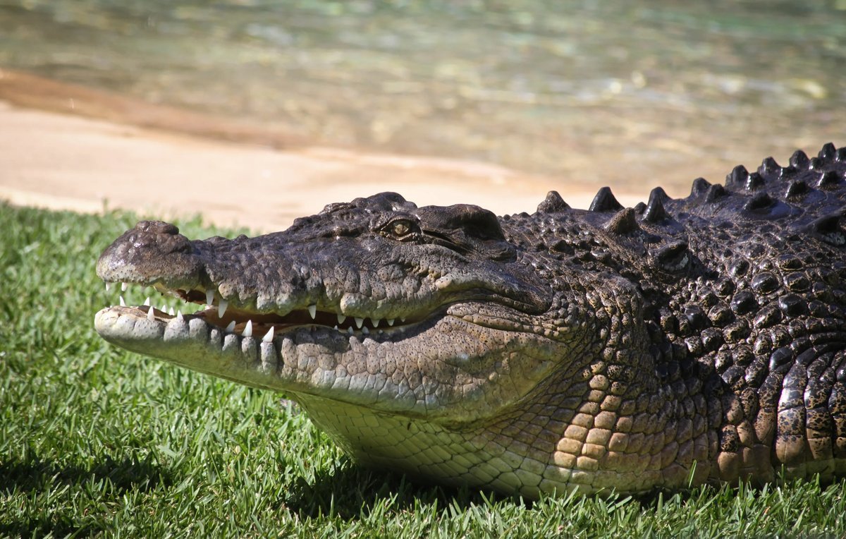 Гребнистый крокодил (Crocodylus porosus).