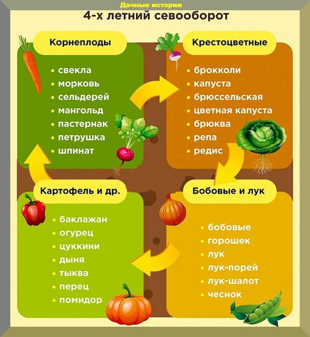 Схема севооборота овощных культур