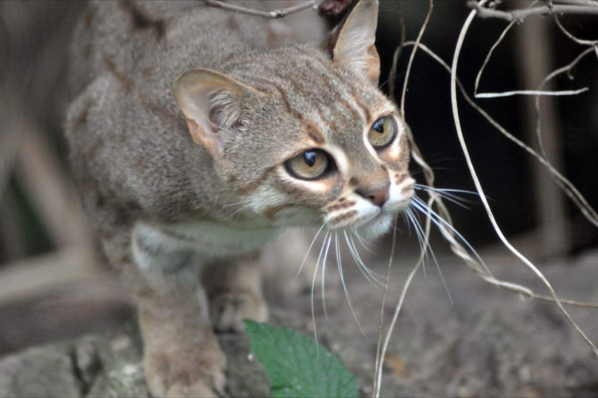 Ржавая кошка фото