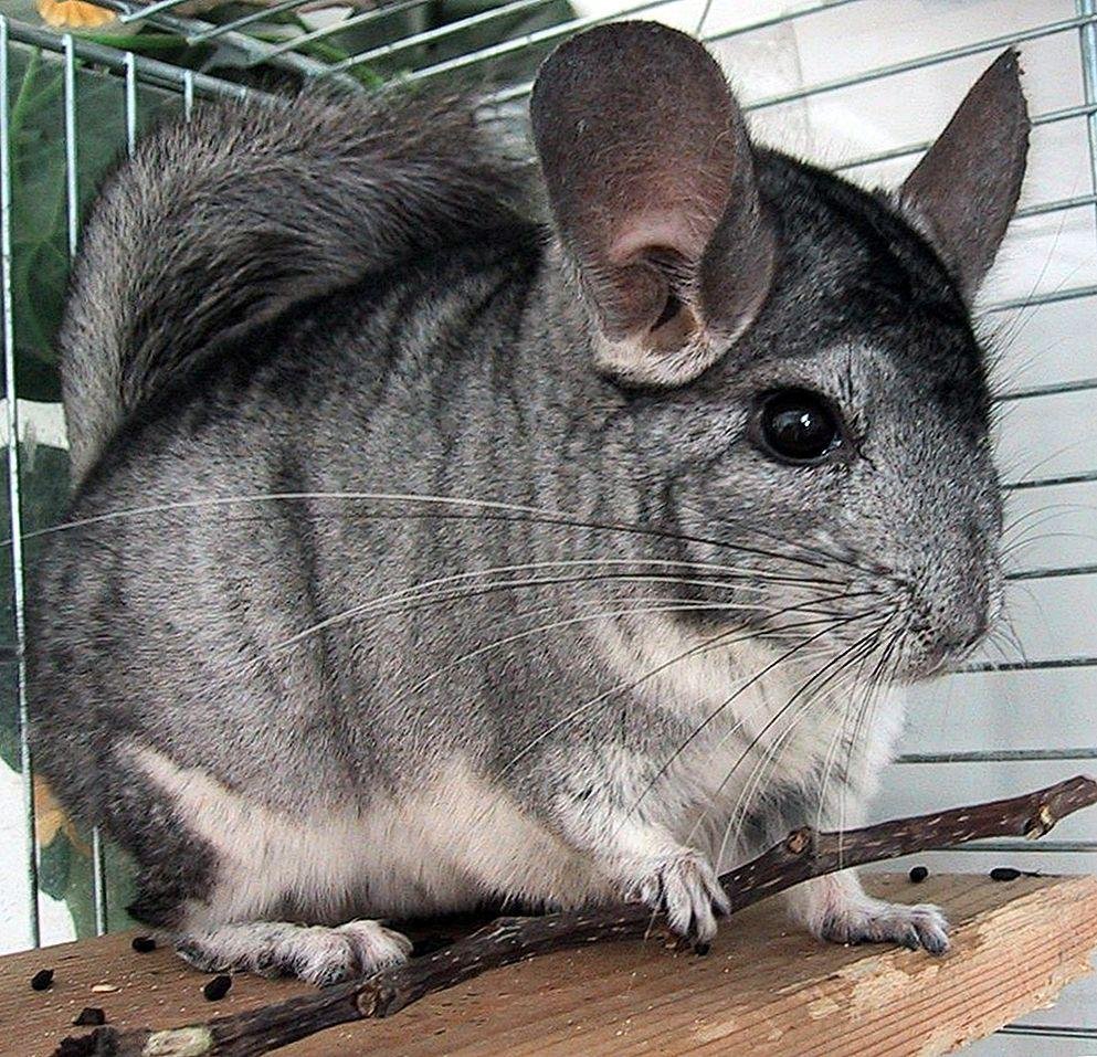 Шиншилла Chinchilla lanigera