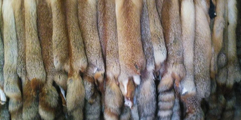 Промыслы восточной сибири пушнина. Пушной промысел в восточной сибири. Добыча пушнины. Добыча пушнины. Национальный музей республики коми охота.