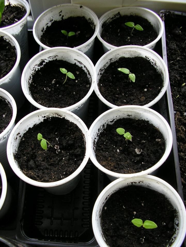 в каком месяце сажать физалис на рассаду. физалис земляничный рассада. физалис семенами на рассаду. сеянцы физалиса. физалис ранеспелый рассада.
