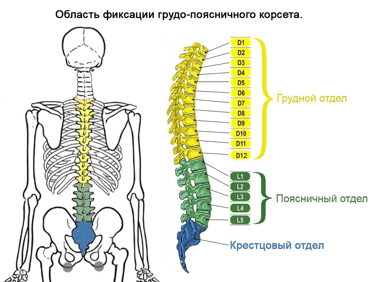 Отделы поясницы