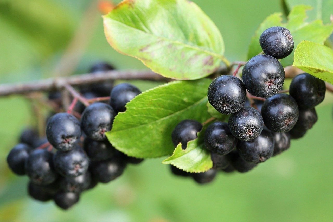 Арония черноплодная (Aronia melanocarpa)