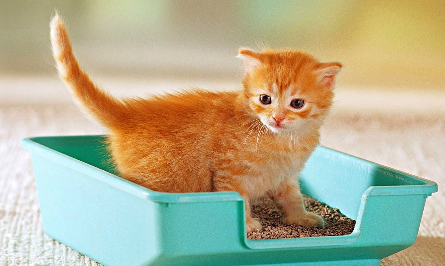 Какой приучить котенка к лотку. Cat Litter Box. Рыжий кот в лотке. Кот в лотке. Лоток для котят.