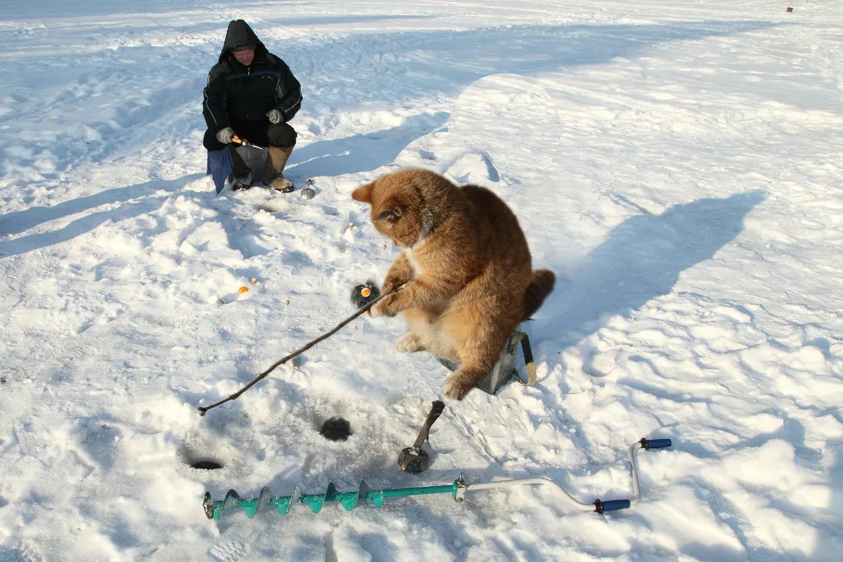 Кот на зимней рыбалке