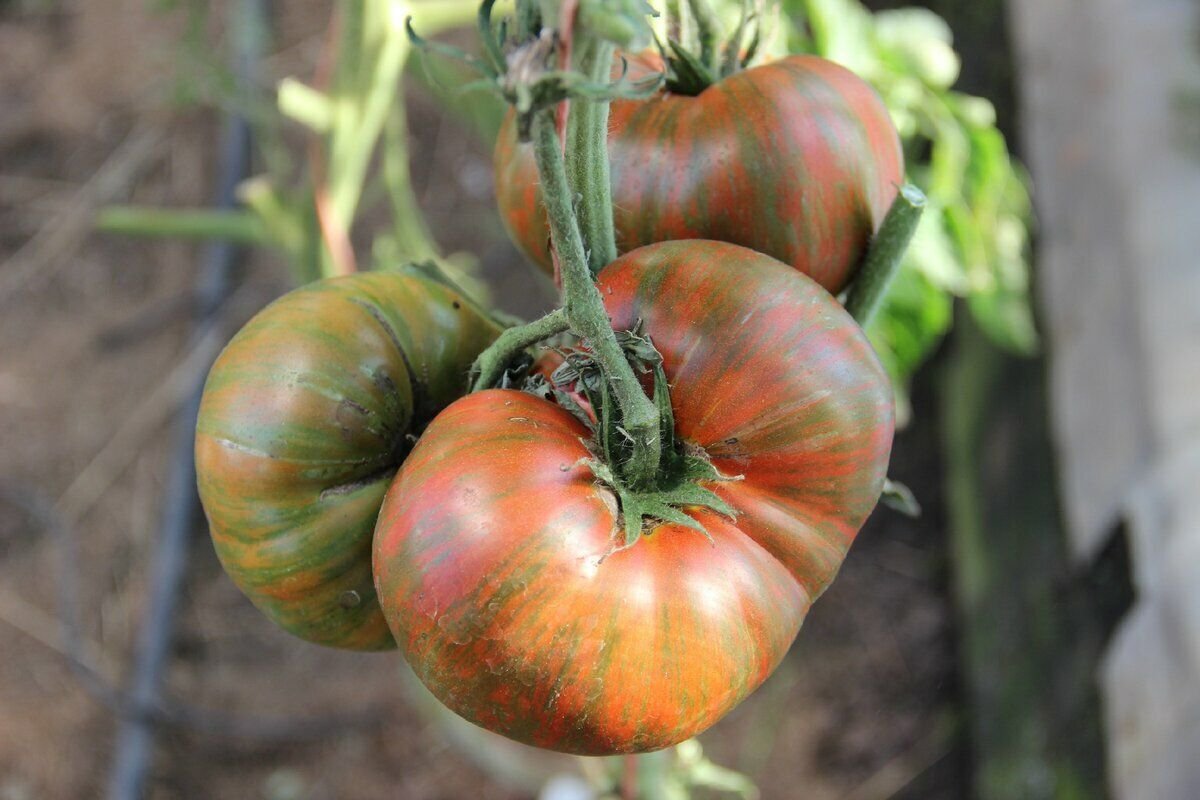 Амурский тигр сорт томатов. Сорт томата амурский тигр отзывы. Сорт помидоров амурский тигр. Амурский тигр сорт томатов. Сорт томата амурский тигр отзывы.