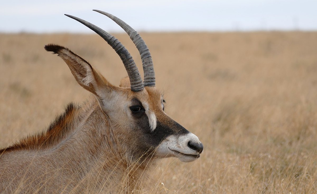 Roan Antelope. Hippotragus equinus. Роан животное. Антилопа Роан самки.