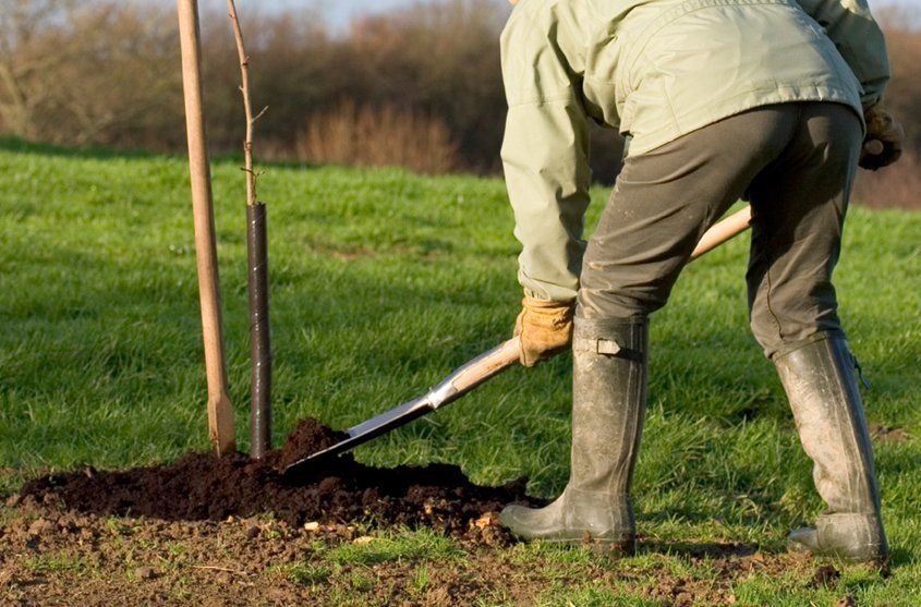 посадка саженца. садоводы осенью. сад рассада. садовые работы. огород осенью.