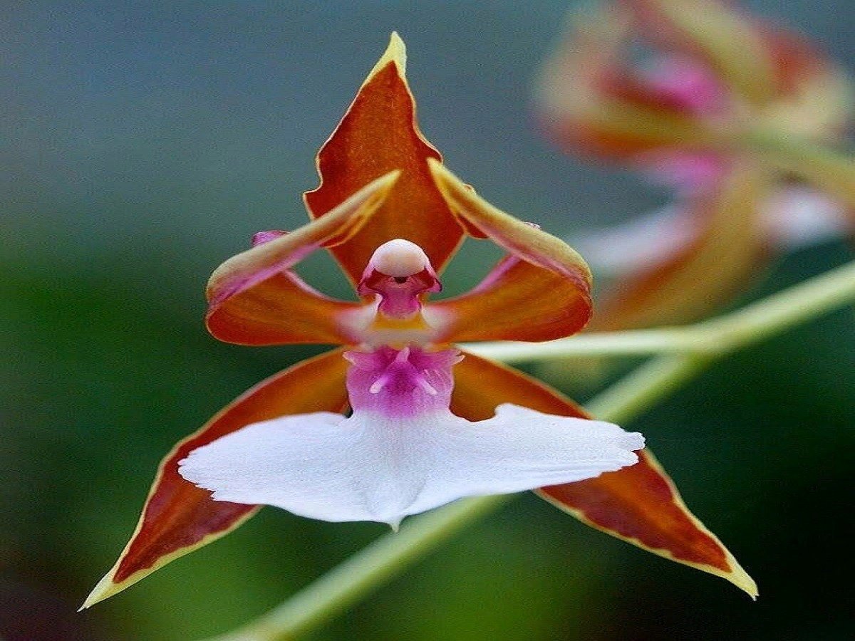 Caladenia melanema