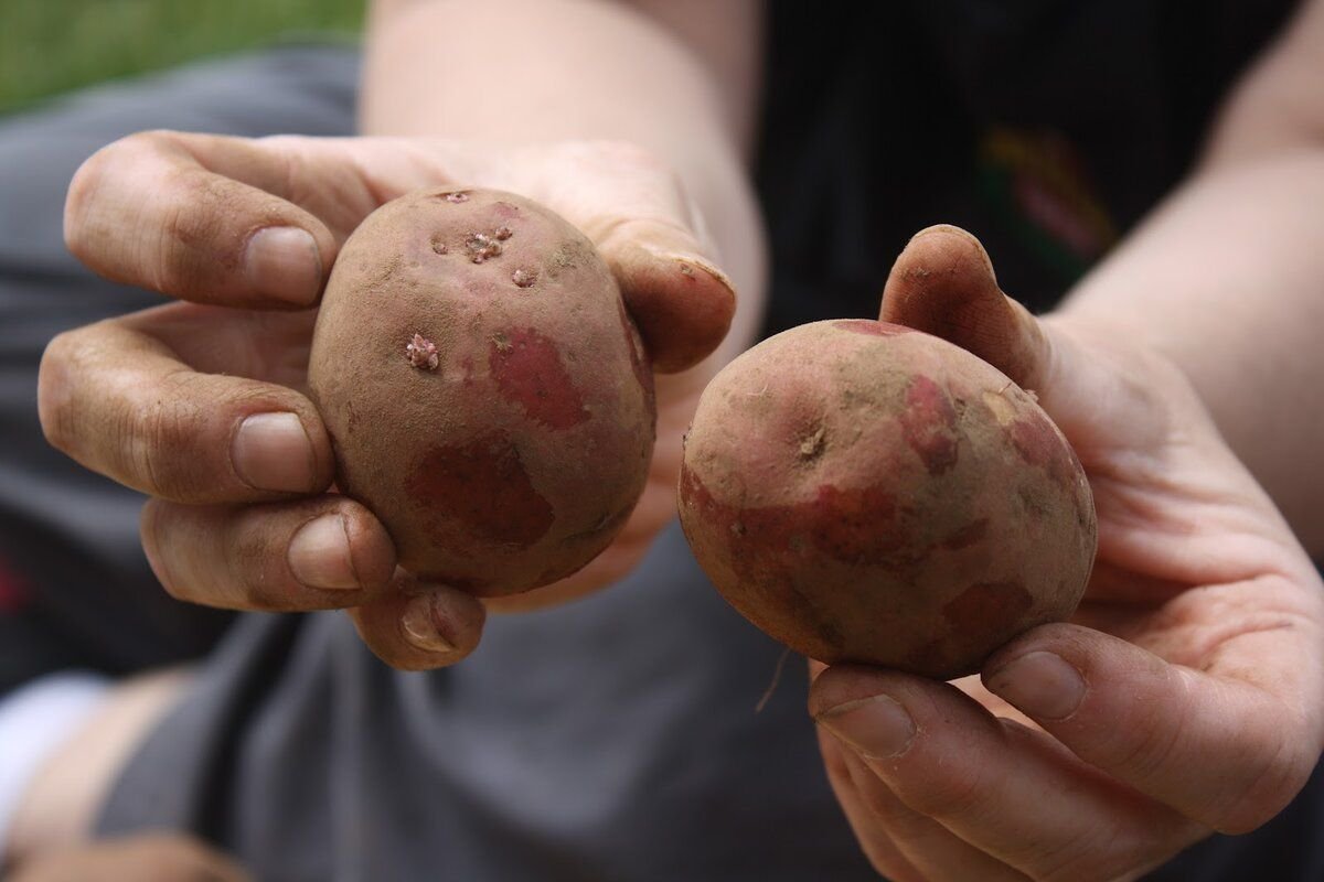 Подготовка клубней картофеля