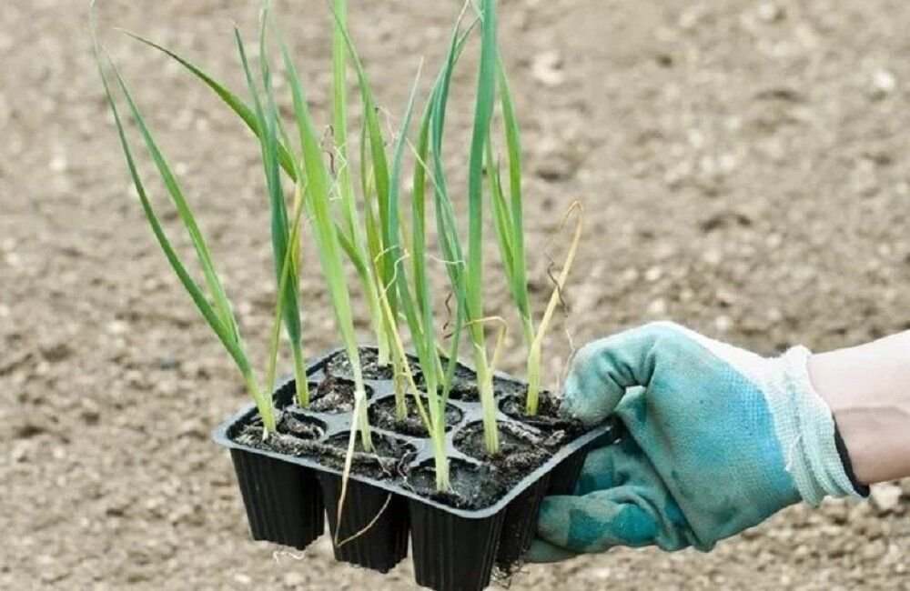 Лук порей как выращивать в открытом грунте. Лук порей плантация. Лук порей посадка. Высадка рассады лука-порея. Вырастить лук порей.