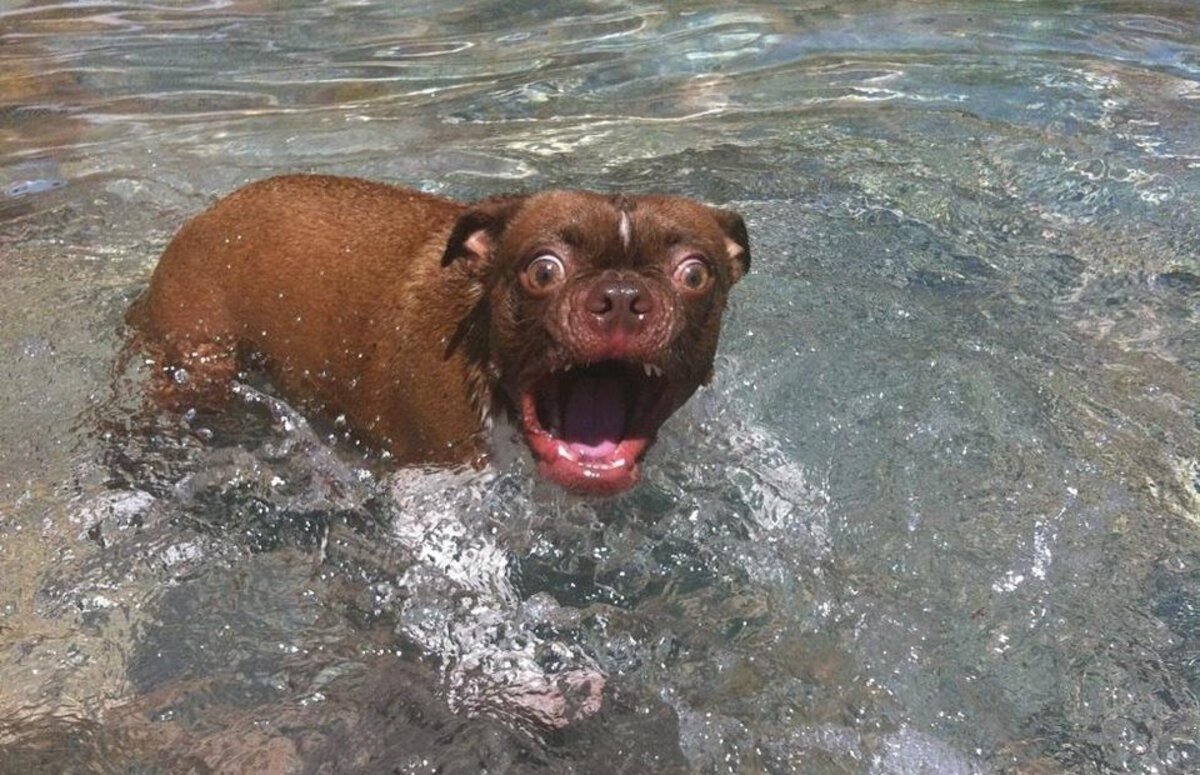 Собака боится воды