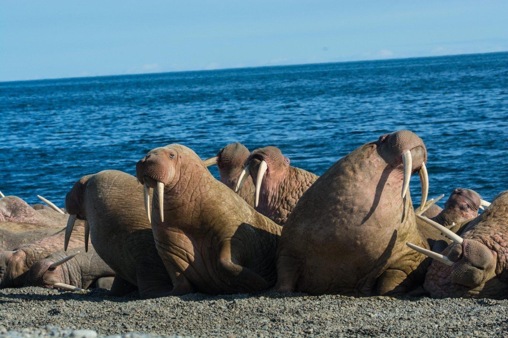Лежбище моржей на острове Врангеля