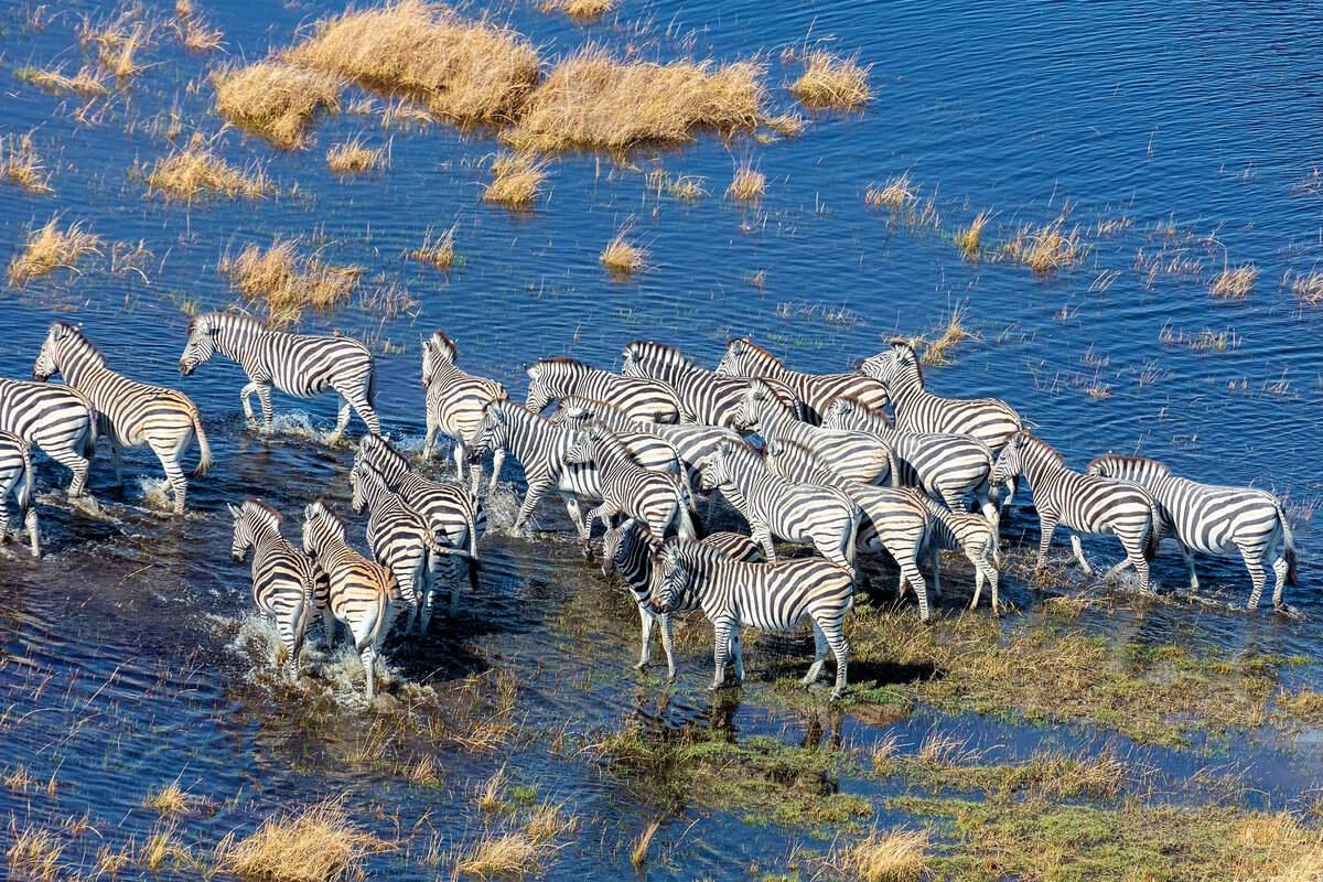 Гепард австралия. Растения питаются готовыми органическими веществами. Признаки растений питаются другими организмами. Большинство животных активно. Животные играют.