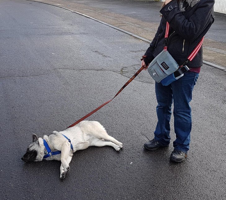 женщина притворяется собакой. женщина притворяется собакой. дженна филлипс yourpuppygirl. девушка вместо собаки. доберман с луной.