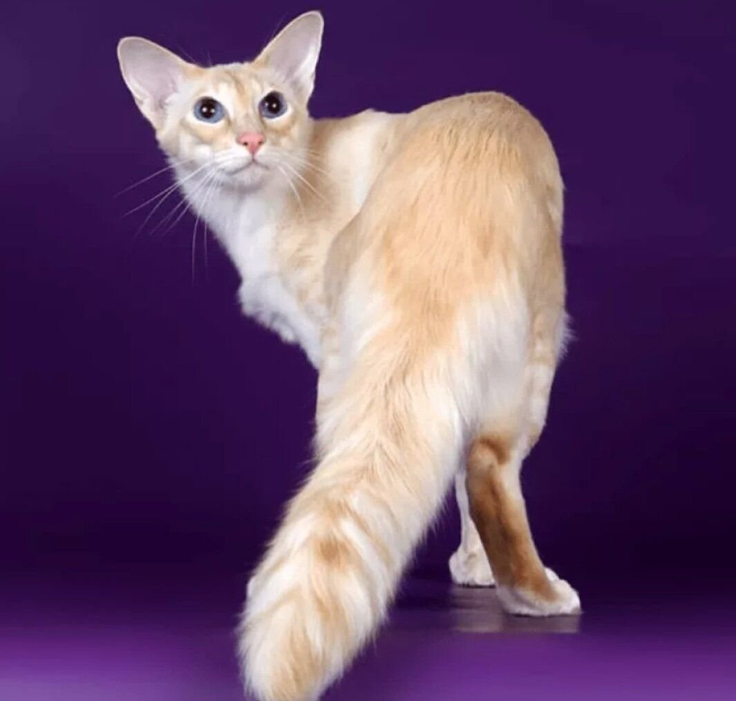 Яванез яванская кошка