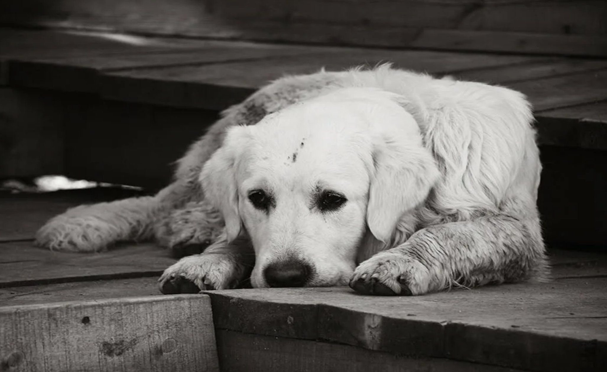 Приятная печаль. Грустная собака. Грустные фото. Грустная белая собака. Грустный щенок.