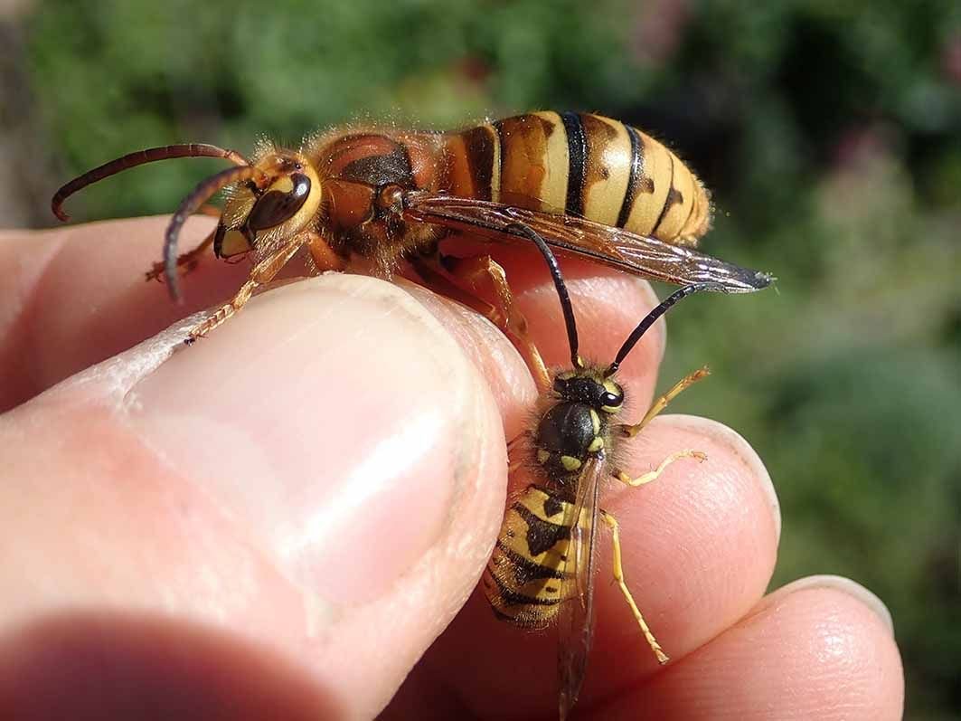 Фото пчелы и осы в сравнении