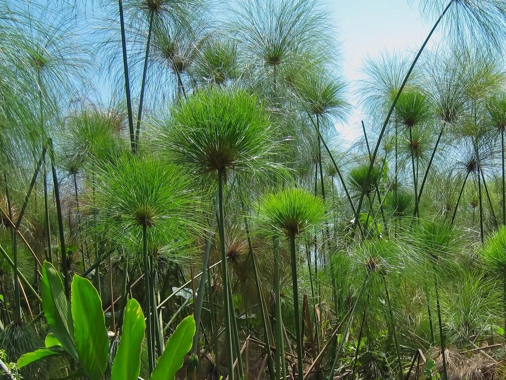 Planta de papiro