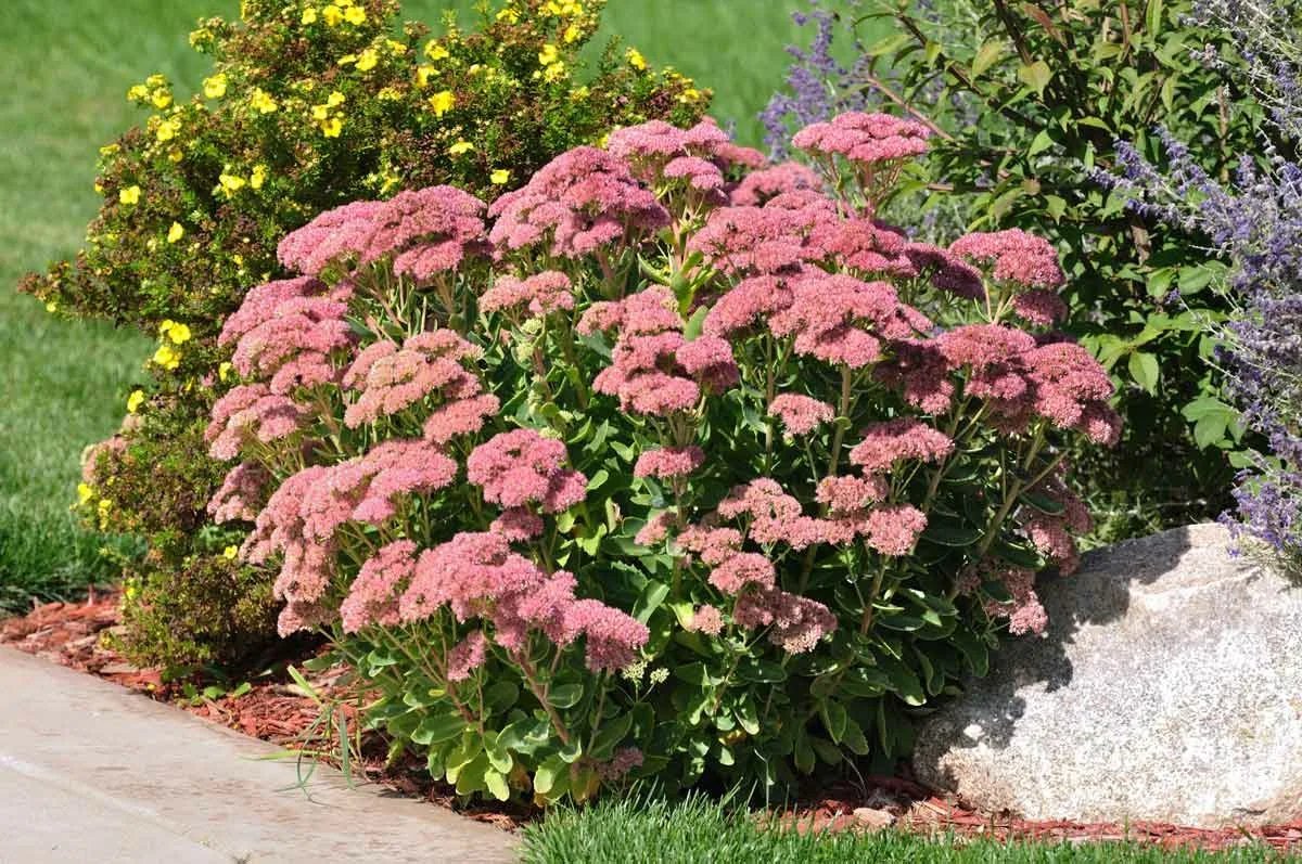 очиток ложный розеум. седум очиток видный. очиток телефиум herbstfreude. оленьи рожки цветы уличные почвопокровные. иван чай мурманск.