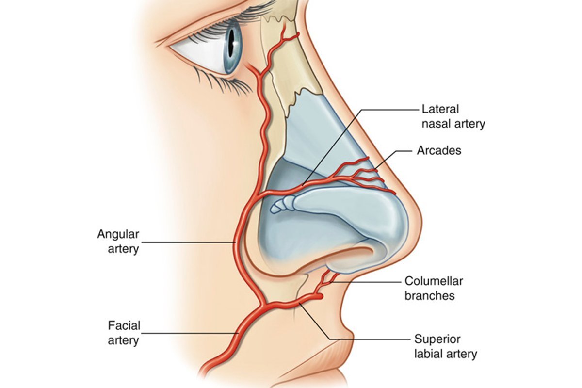 Носовой. Кровеносные сосуды носа анатомия. Кровоснабжение наружного носа. Кровеносные сосуды в носу.
