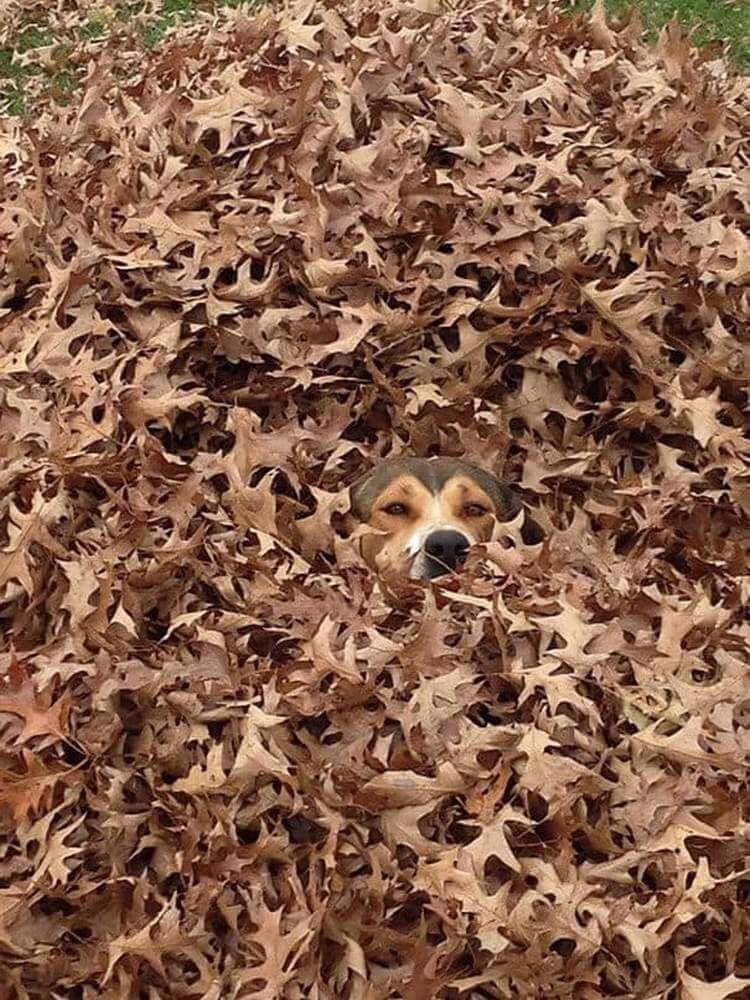 Почему собака прячется