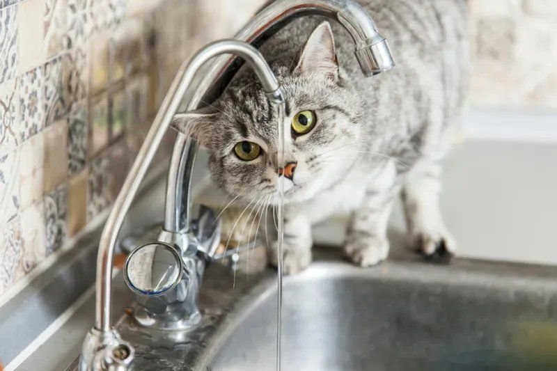 кошка пьет воду. кошка лакает воду. кот лакает воду. кот лакает воду. кот пьет.