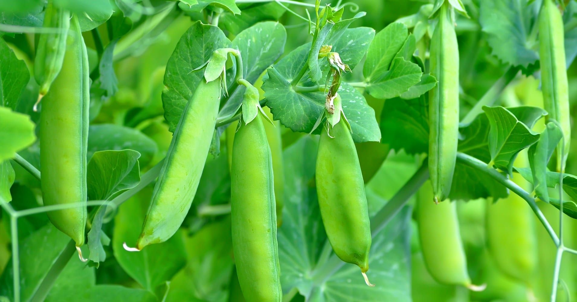 Седек горох сахарный стручок. Шпалера для фасоли вигна. Зелёный горошек. Подвязывание гороха. Горошек зеленый veles из мозговых сортов 420 г.